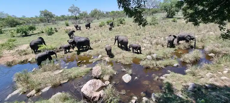 A wide-angle photo shows a herd of elephants, including adults and calves, gathered around a shallow, rocky stream in a…