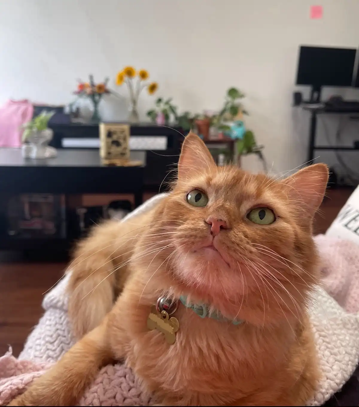 Daily dose of my adorable cat Luma