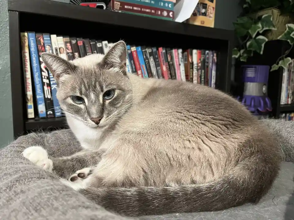 A gray and white cat with blue eyes is curled up on a gray blanket, looking directly at the camera with a calm, slightly…