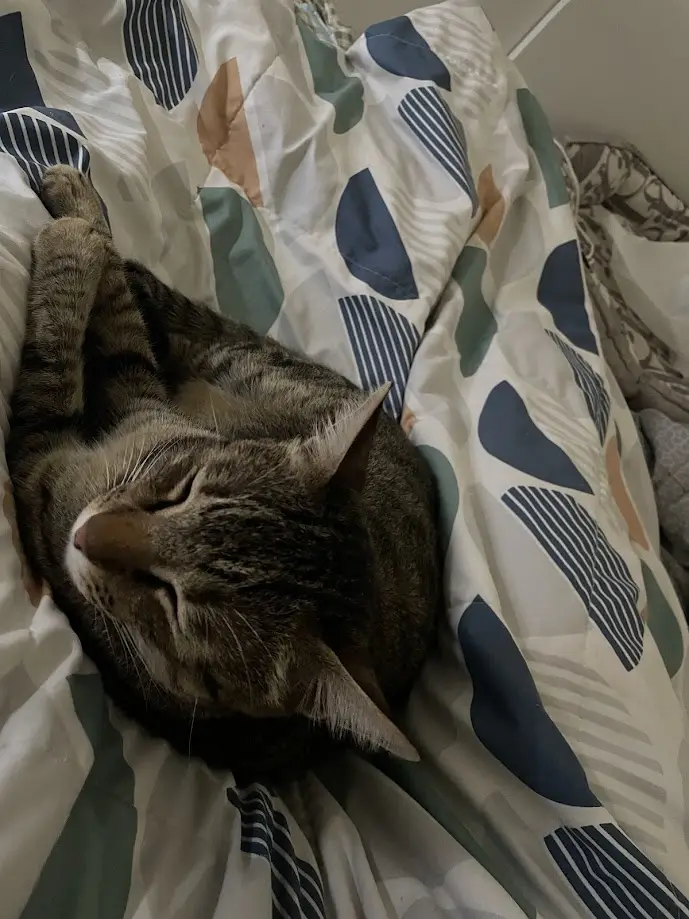 A tabby cat is curled up and sleeping soundly on a patterned bedspread with blue, green, and beige abstract shapes. The…
