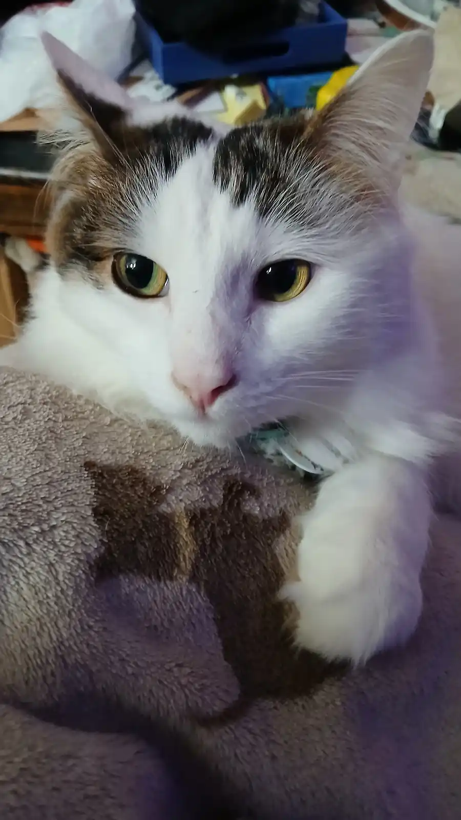 A close-up photo of a white and brown cat with green eyes looking directly at the camera, resting on a brown towel that has…