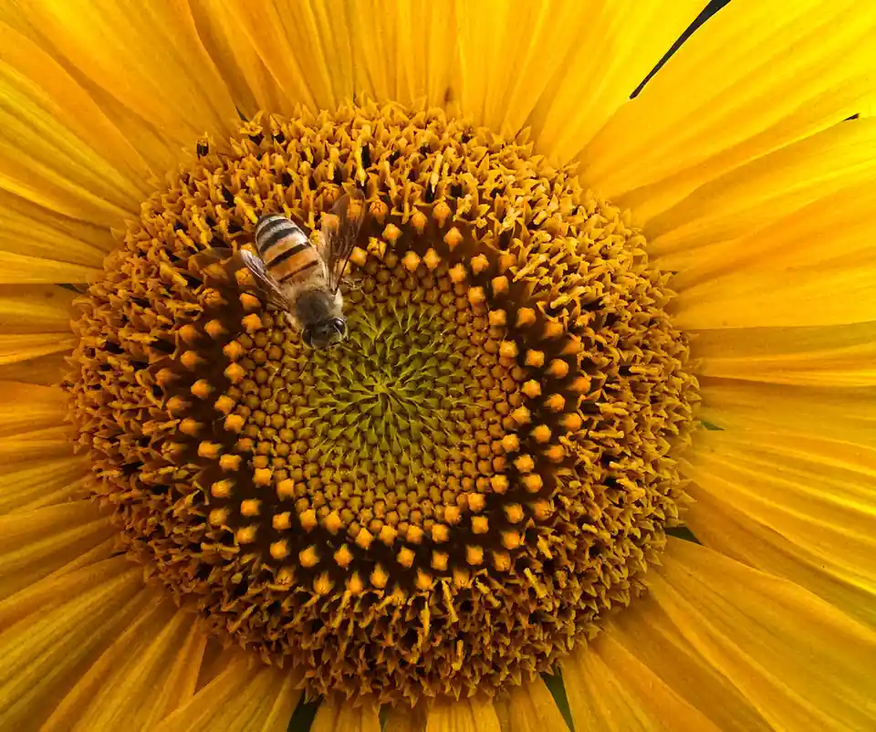 A close-up photograph shows a bee with striped abdomen and translucent wings resting on the textured, yellow center of a…