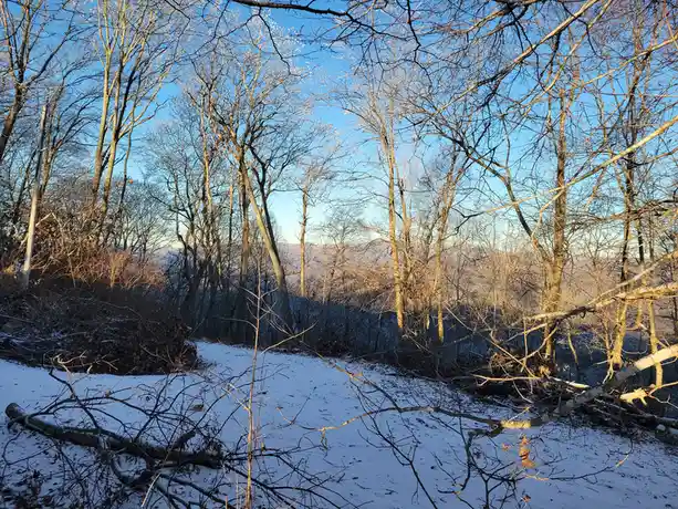 A winter forest scene with snow-covered ground, bare trees, and a clear blue sky, overlaid with the text 'i'm not lazy, i'm…