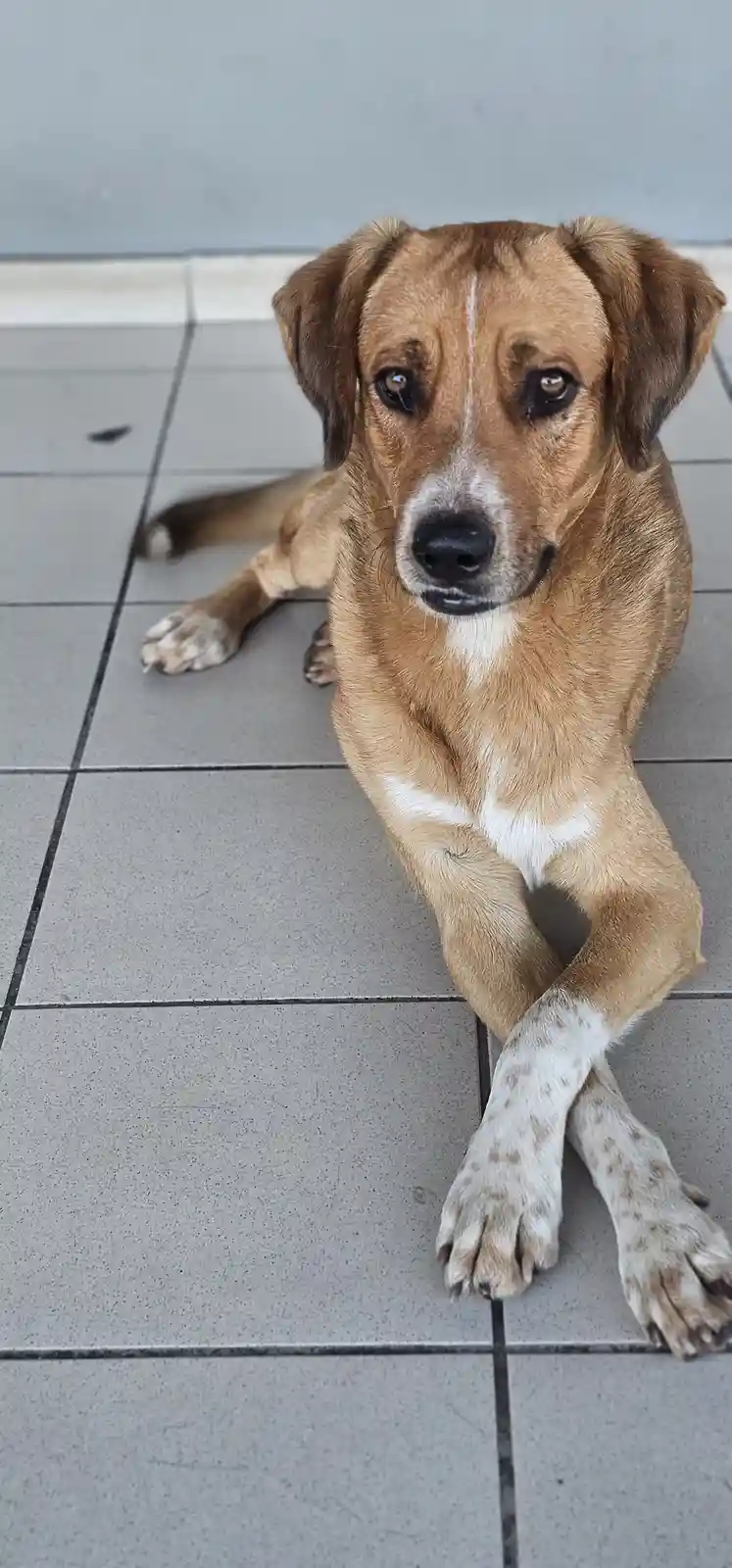 A brown and white dog with floppy ears and a white chest sits on a gray tiled floor, looking up with a pleading expression…