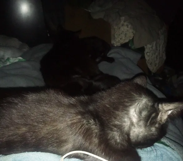 A dimly lit photo shows two dark-colored cats sleeping on a bed with blankets; one cat is in the foreground, curled up…