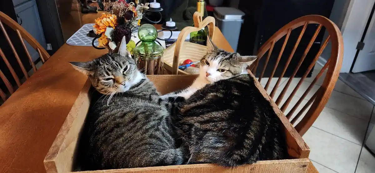 Neither Box Buddy is Thrilled About the Company