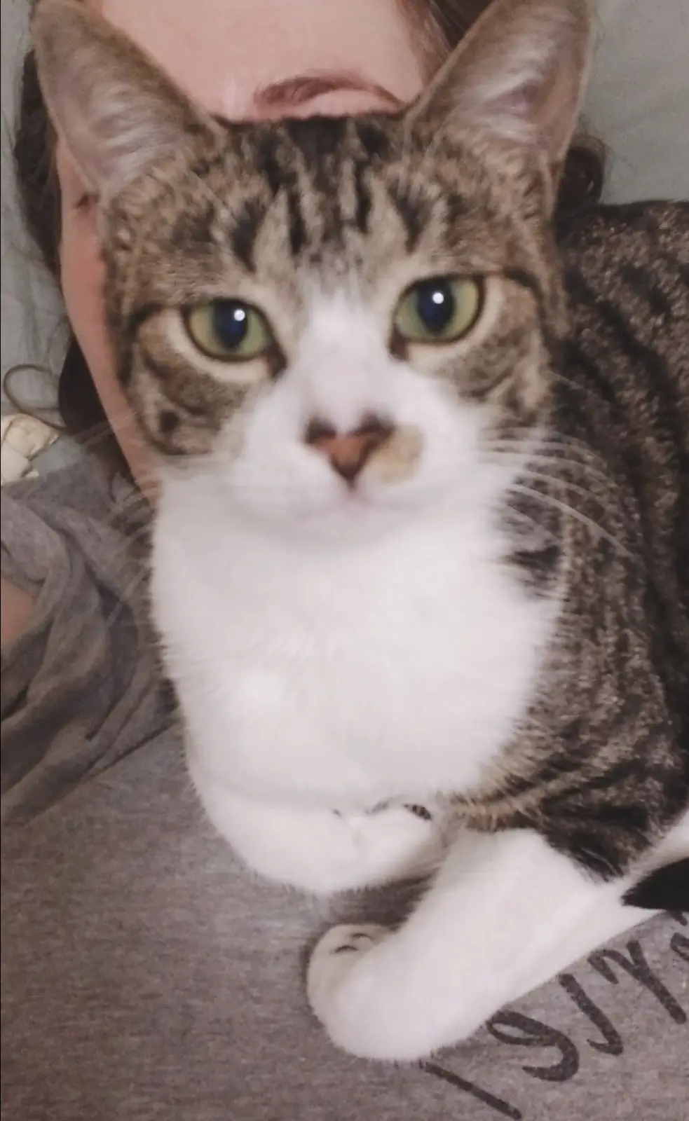 A close-up photo shows a tabby cat with white markings on its chest and paws, resting on a person's gray t-shirt. The cat…