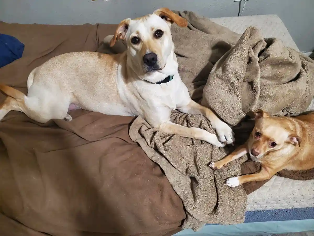 Two dogs are lying on a brown blanket on a bed. The larger, light-colored dog looks directly at the camera with a calm…
