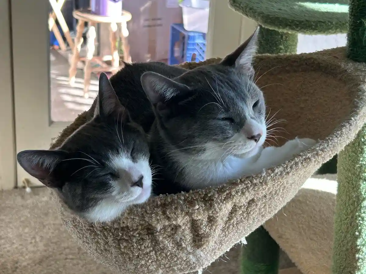 Two gray and white cats are curled up together, sleeping peacefully in a beige, textured hammock on a cat tree. Their eyes…
