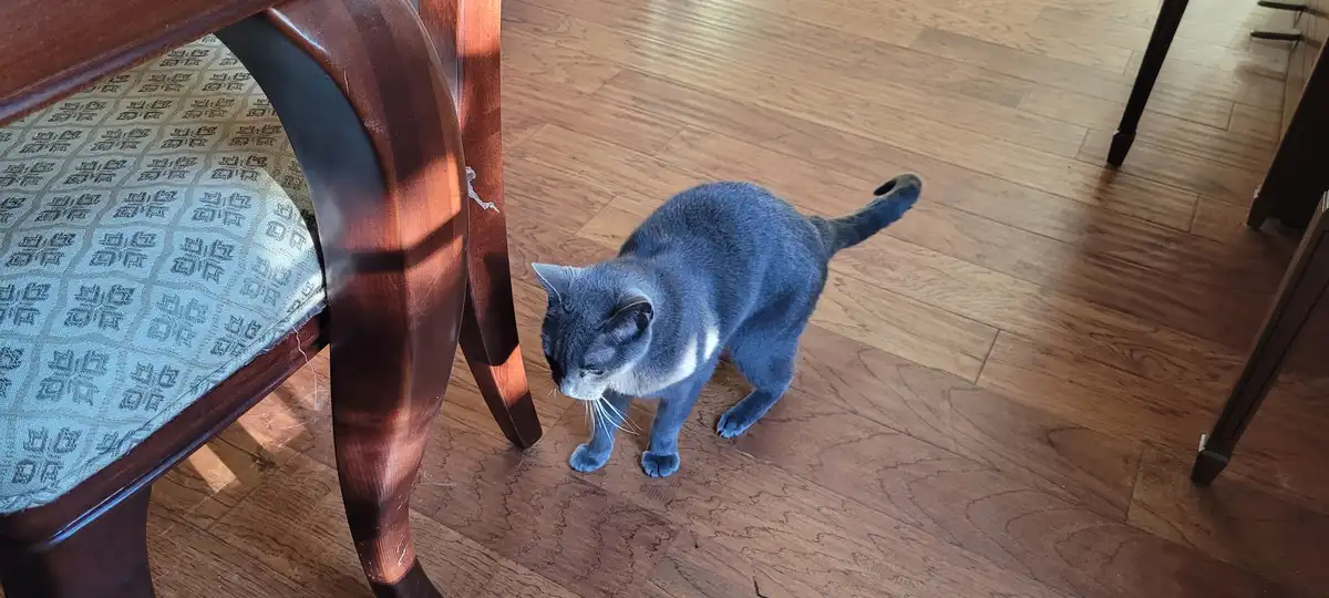 A gray cat with a white chest stands on a wooden floor next to a wooden chair with patterned upholstery, looking down with a…