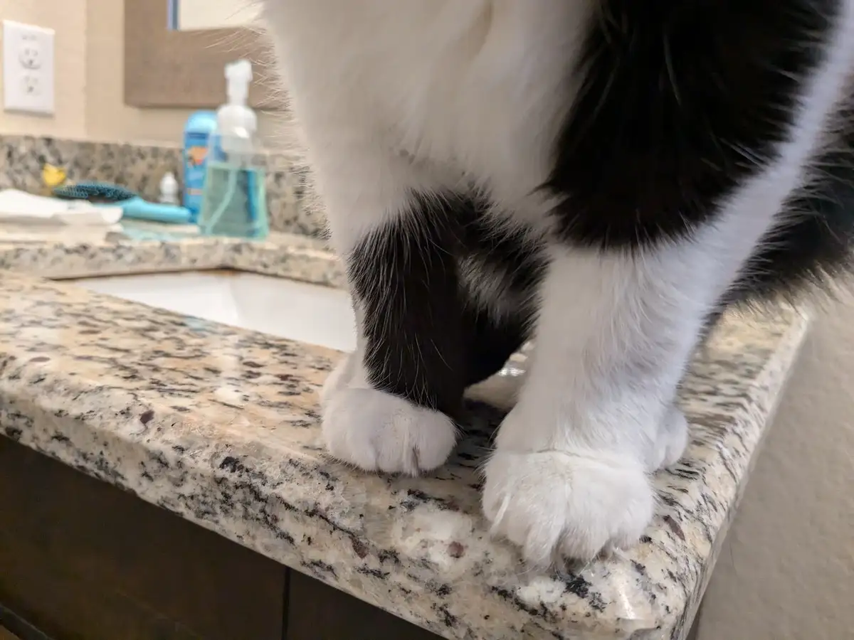 The Watchful Guardian of the Bathroom