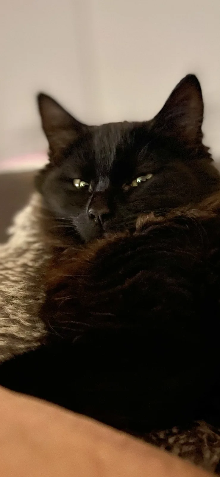 A close-up photo of a fluffy black cat with a grumpy, half-lidded expression, looking directly at the camera. The cat has…