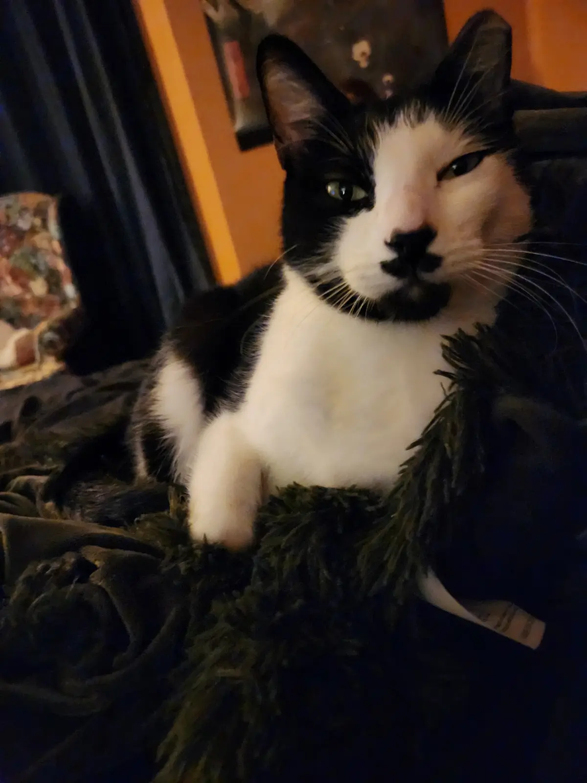 The Outrage of My Dog Charlie: Offended by My Bed Sitting