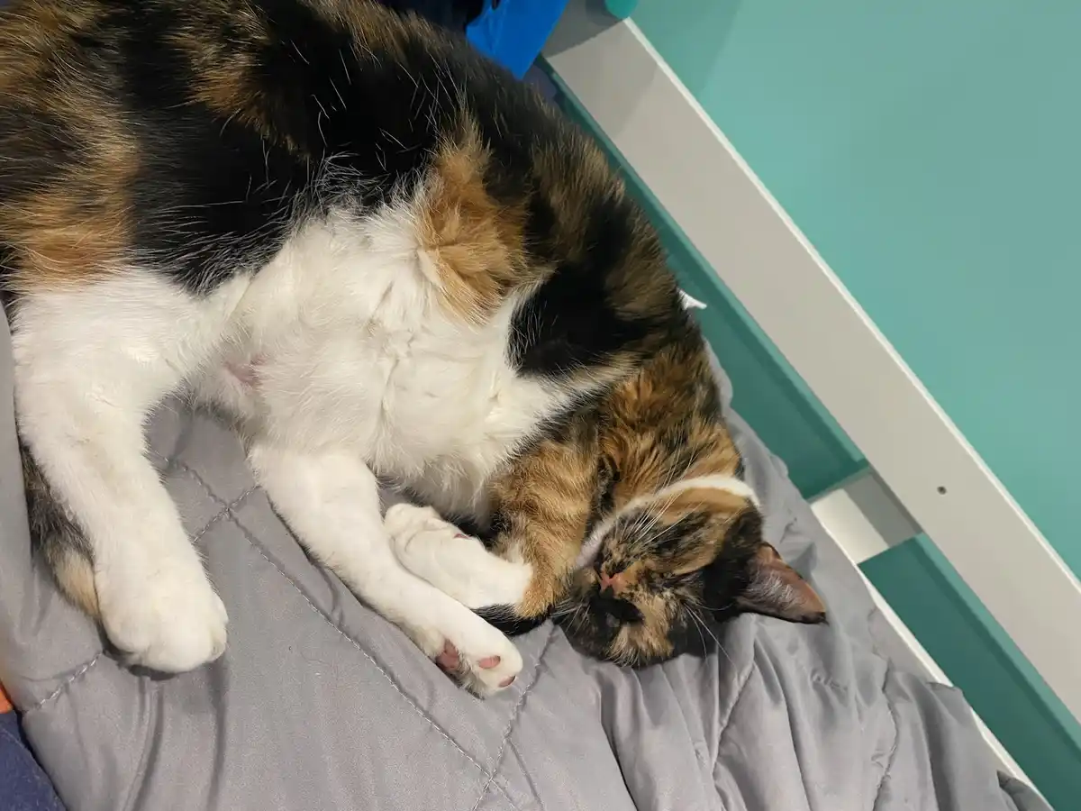 A calico cat with black, orange, and white fur is curled up and sleeping soundly on a gray quilted blanket, its paws tucked…