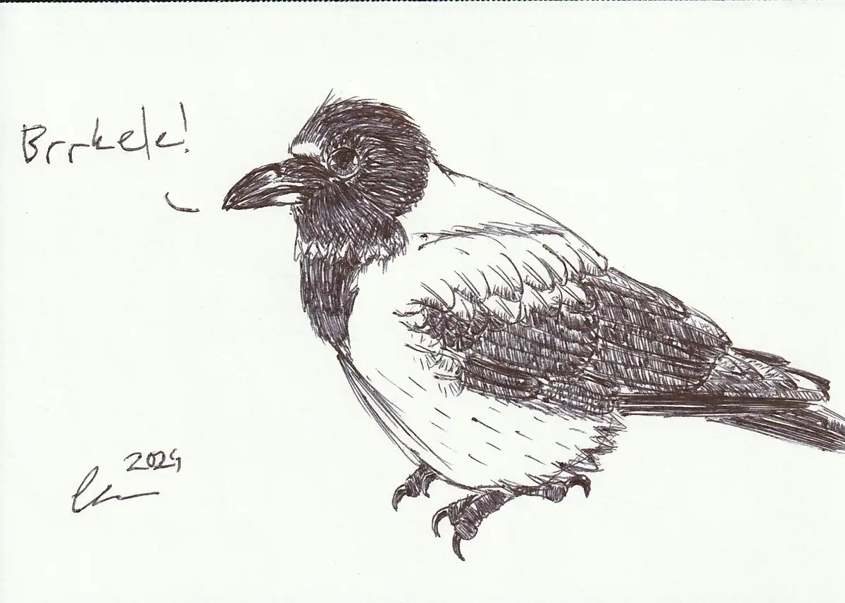 A black-and-white ink sketch of a bird, likely a crow or raven, with detailed feather shading. The bird is shown perched…