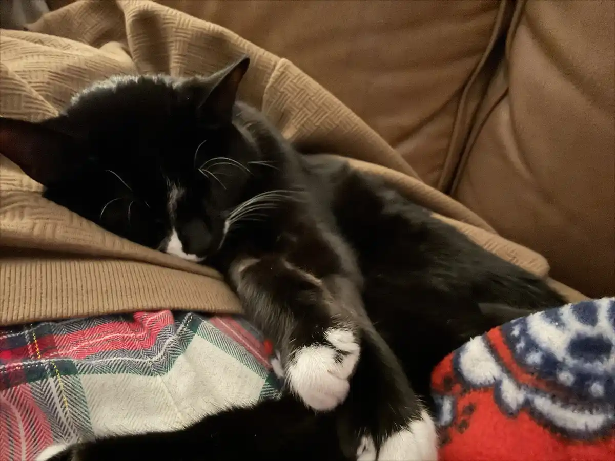 A black and white cat is curled up sleeping on a brown couch, partially covered by a plaid blanket. The cat's face is mostly…
