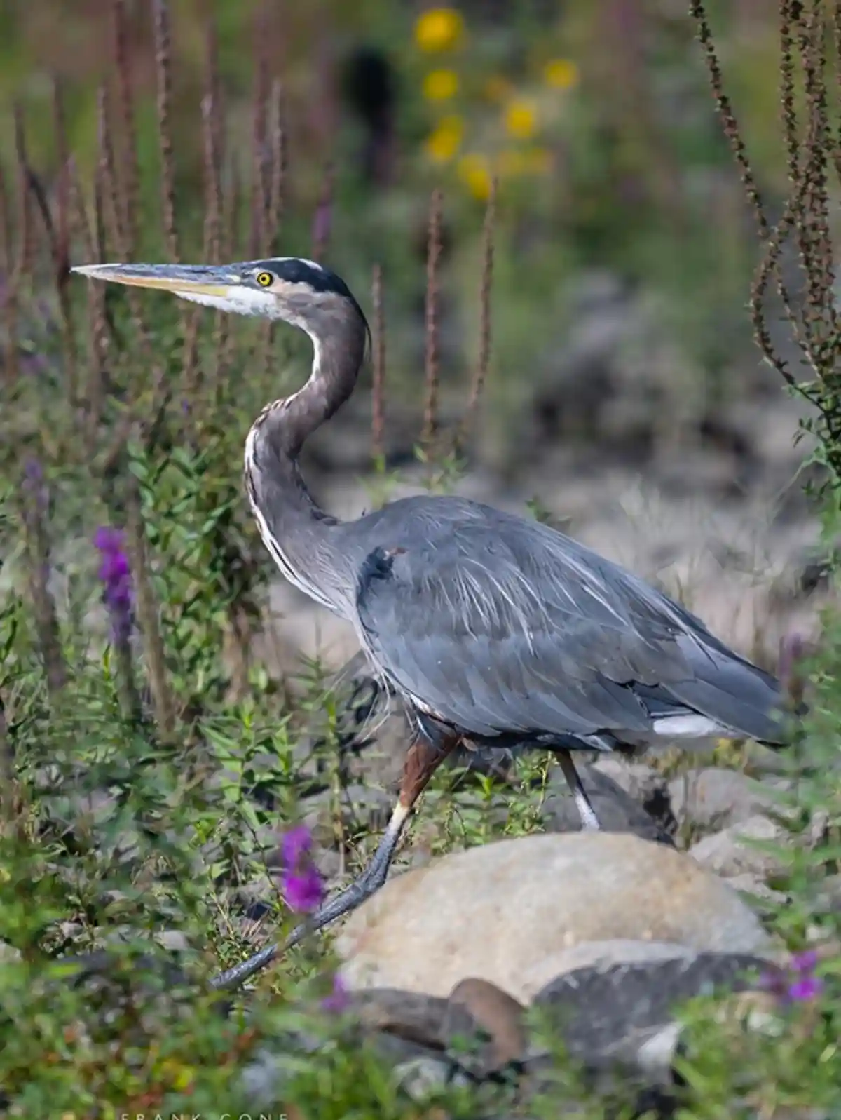 A great blue heron stands in a natural setting with green foliage, purple flowers, and rocks, looking alert. The overlaid…
