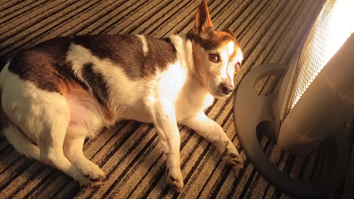 A tricolor dog with white, brown, and black fur lies on a striped carpet next to a fan, looking directly at the camera with…