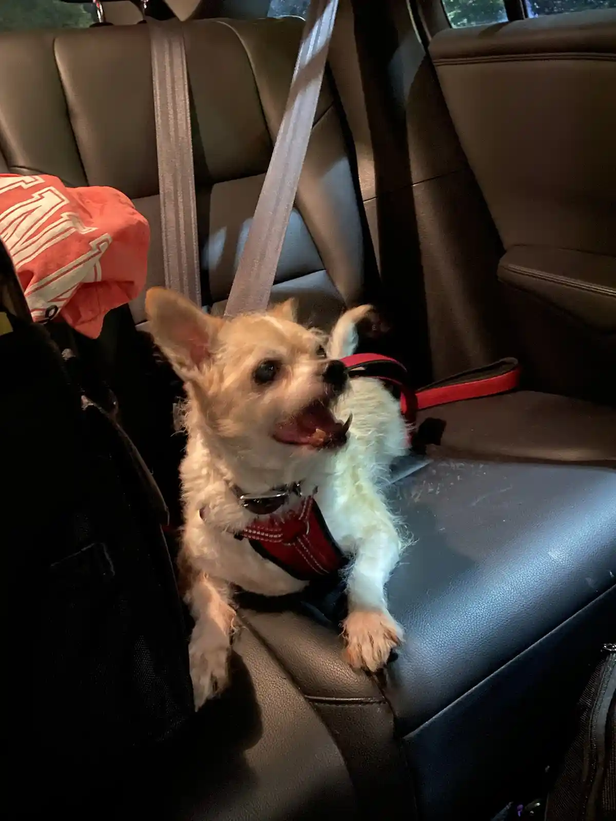 A small, fluffy, light-colored dog wearing a red harness is sitting in the backseat of a car, secured by a seatbelt. The dog…