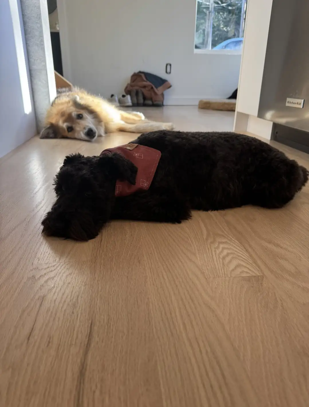 Two dogs are lying on a light wood floor in a home. A black, curly-haired dog in the foreground wears a red bandana and…