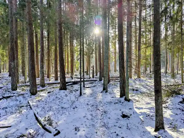 A serene winter forest scene with tall pine trees, snow-covered ground, and sunlight filtering through the branches. The…