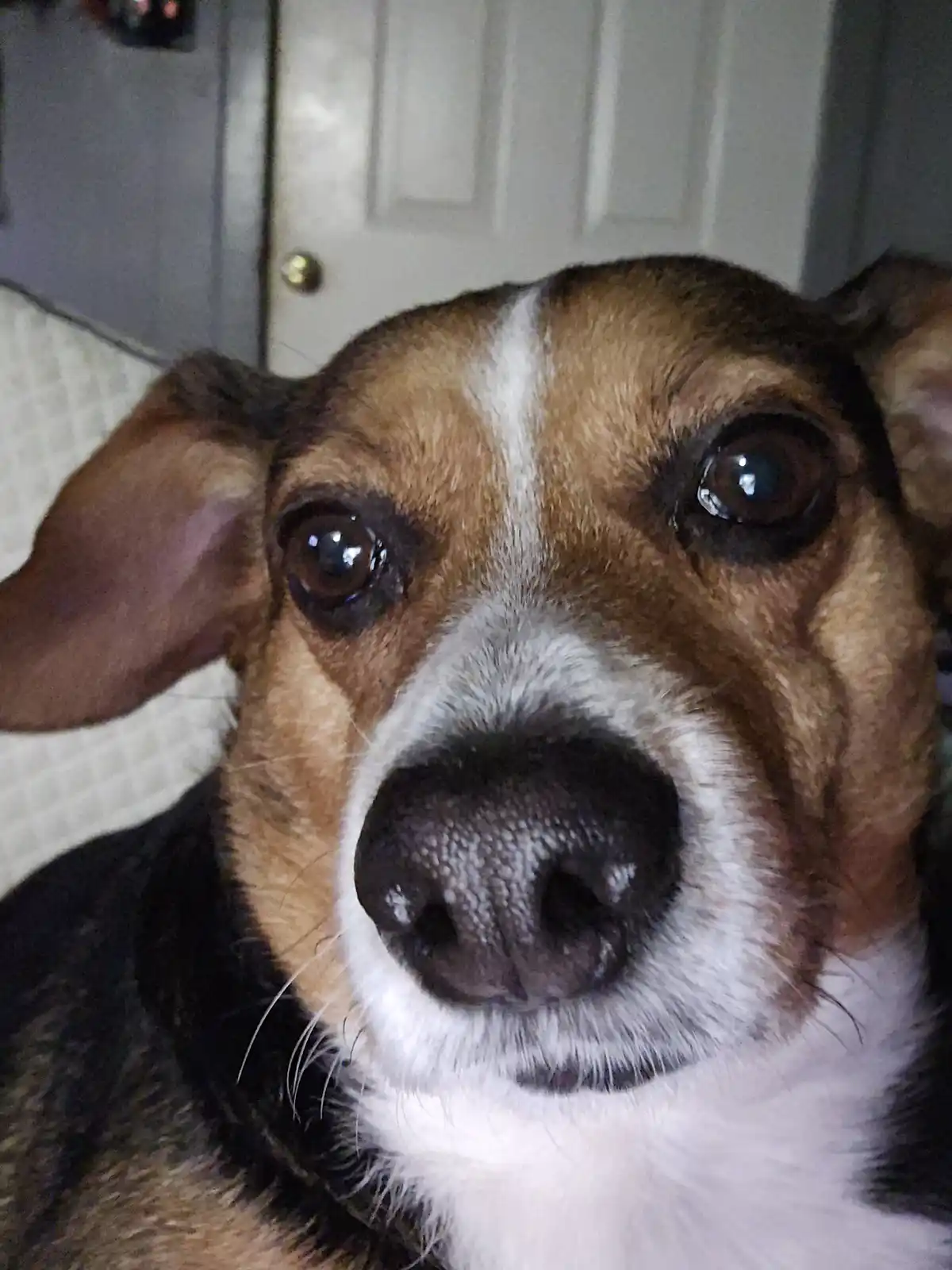 A close-up photo of a brown, white, and black dog with large, expressive brown eyes looking directly at the camera, its nose…