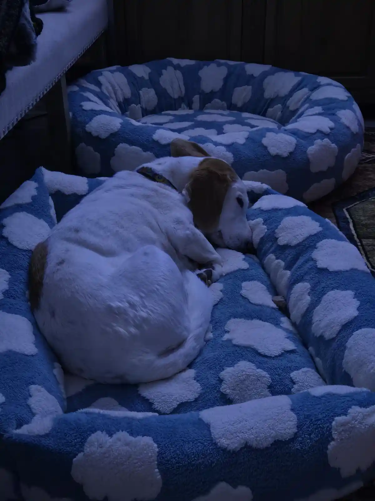 A white and tan dog is curled up sleeping in a blue and white cloud-patterned dog bed in a dimly lit room. The dog's eyes…
