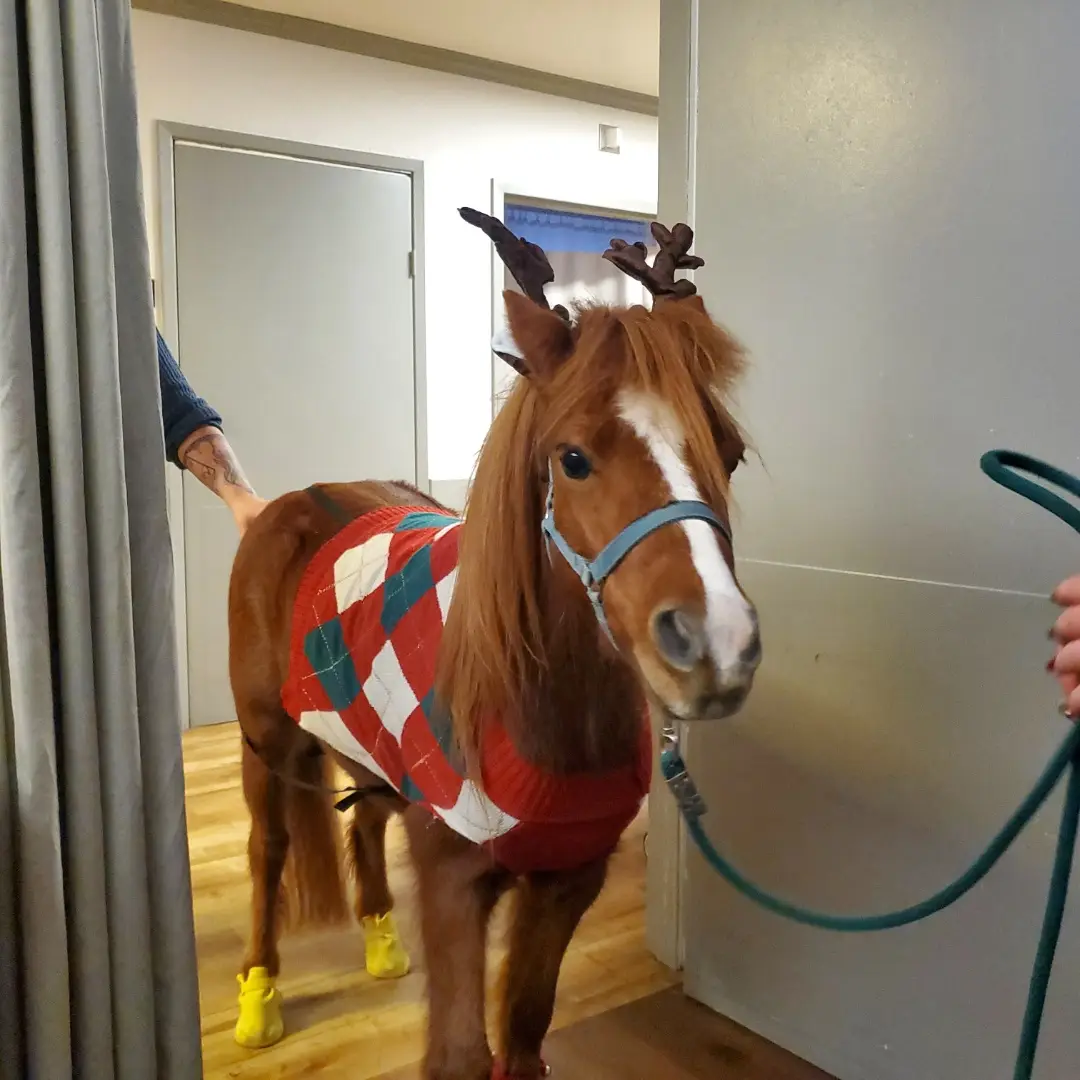 A small brown pony with a white blaze stands indoors wearing a red, white, and teal argyle sweater vest, yellow hoof covers…