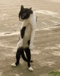 A black and white cat is shown in six sequential frames walking on its hind legs in a human-like gait across a paved…