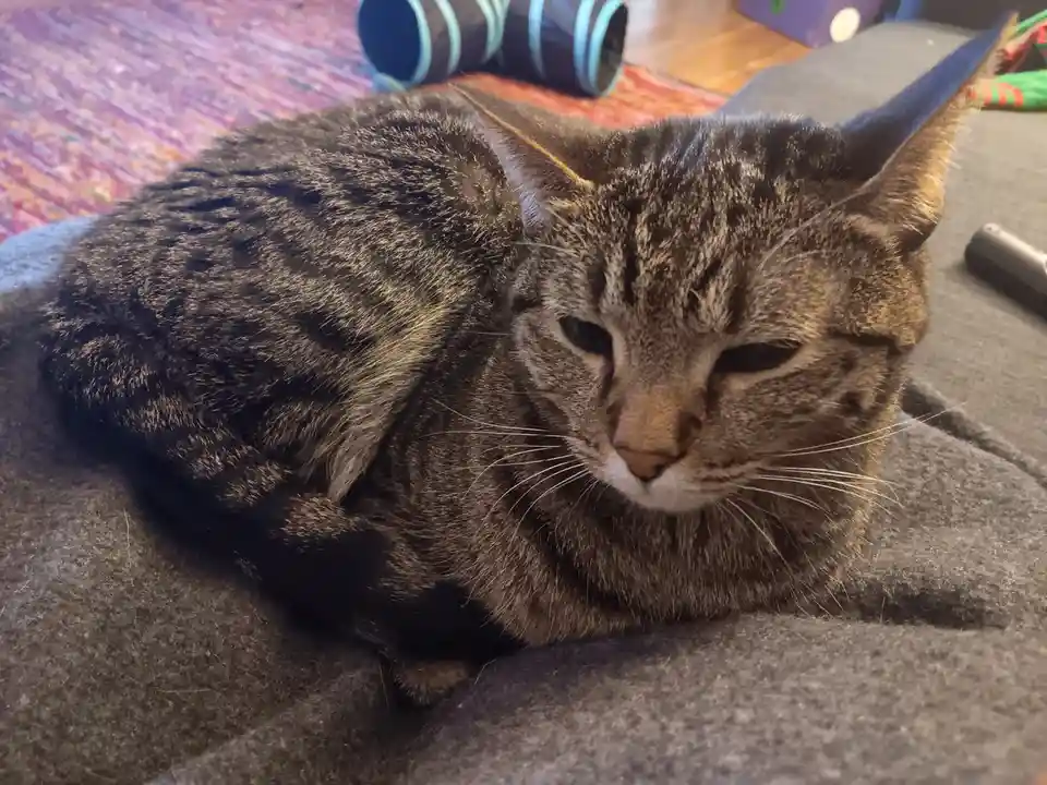 Feeling Sleepy? Here's Something Eepy!