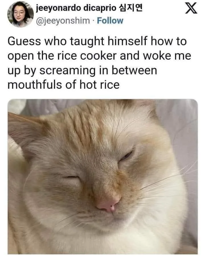 A close-up photo of a light-colored cat with its eyes half-closed, appearing very sleepy or annoyed. Overlaid text reads…
