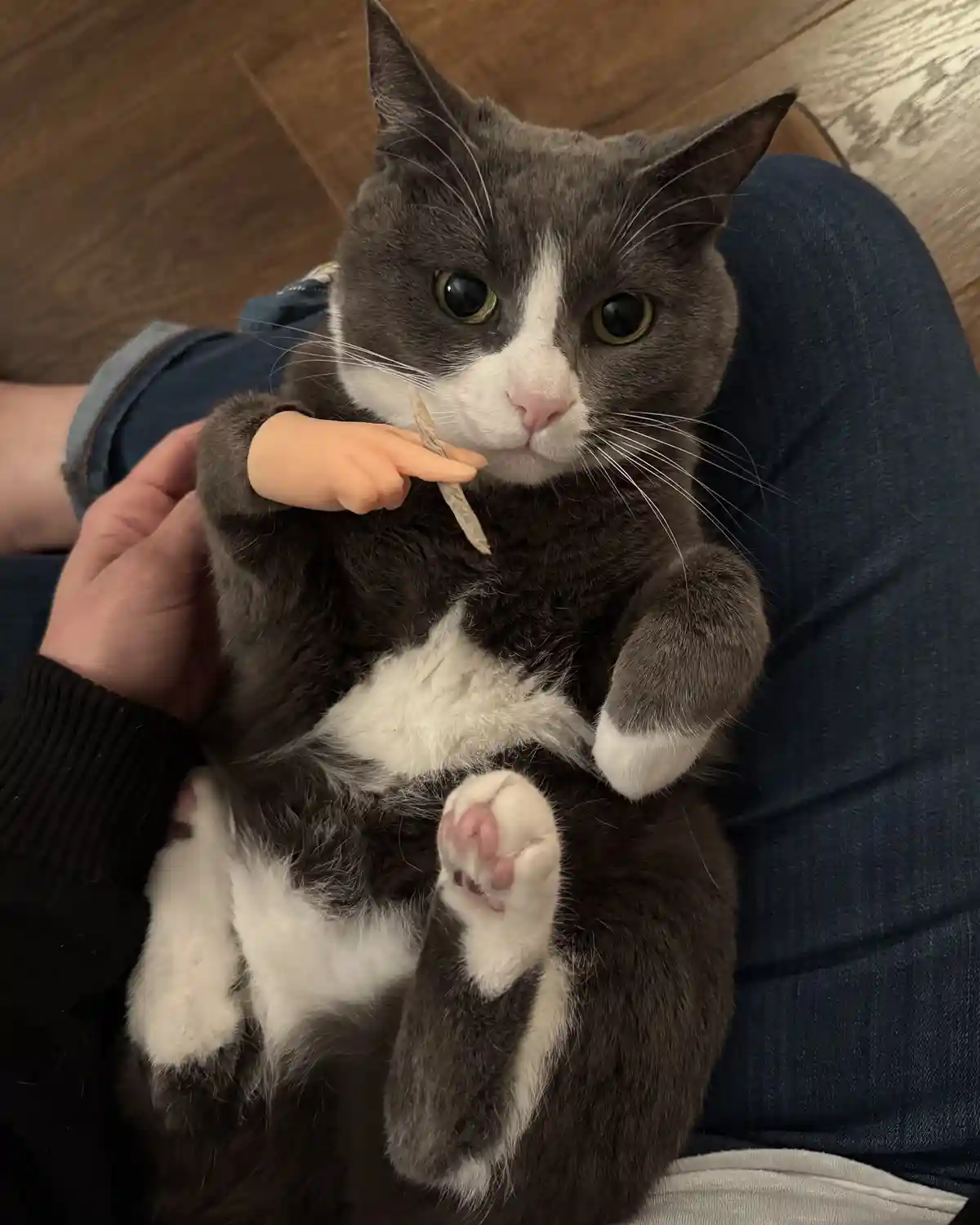 A gray and white cat is being held by a person wearing jeans and a black sweater, looking directly at the camera with a…