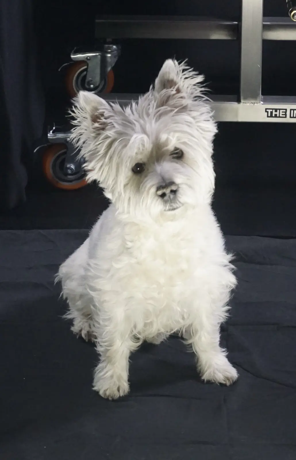 A fluffy white West Highland Terrier sits on a black fabric surface, looking directly at the camera with a slightly tilted…