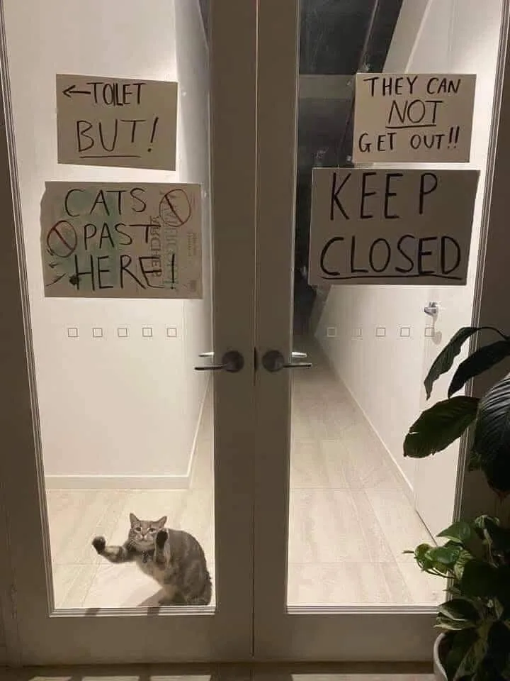 Caution: Do Not Open the Cat Inside