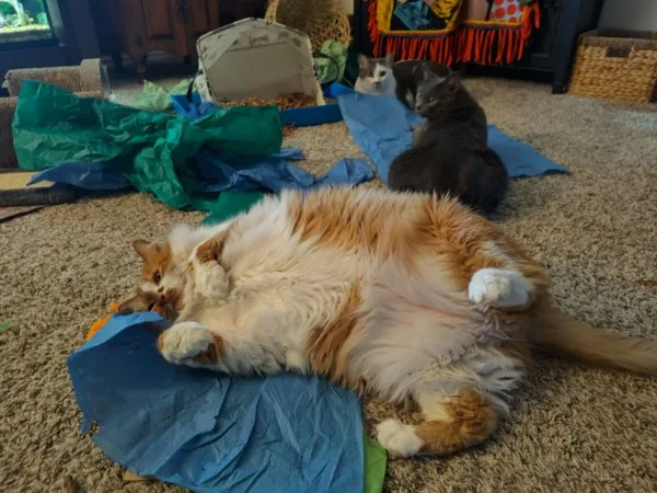 A fluffy orange and white cat lies on its back on a blue tarp, paws up, appearing very relaxed. Behind it, two other cats…