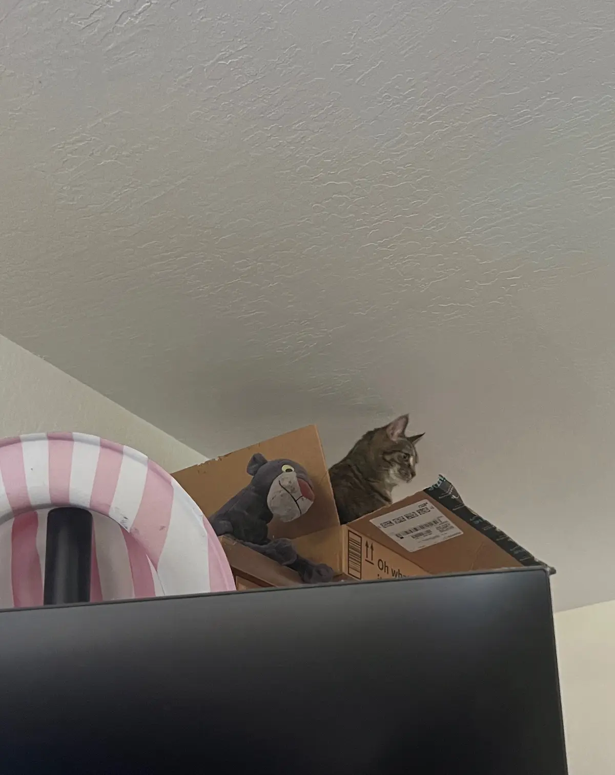 A tabby cat sits alertly inside a cardboard box placed atop a dark surface, next to a plush gray panther toy and a…