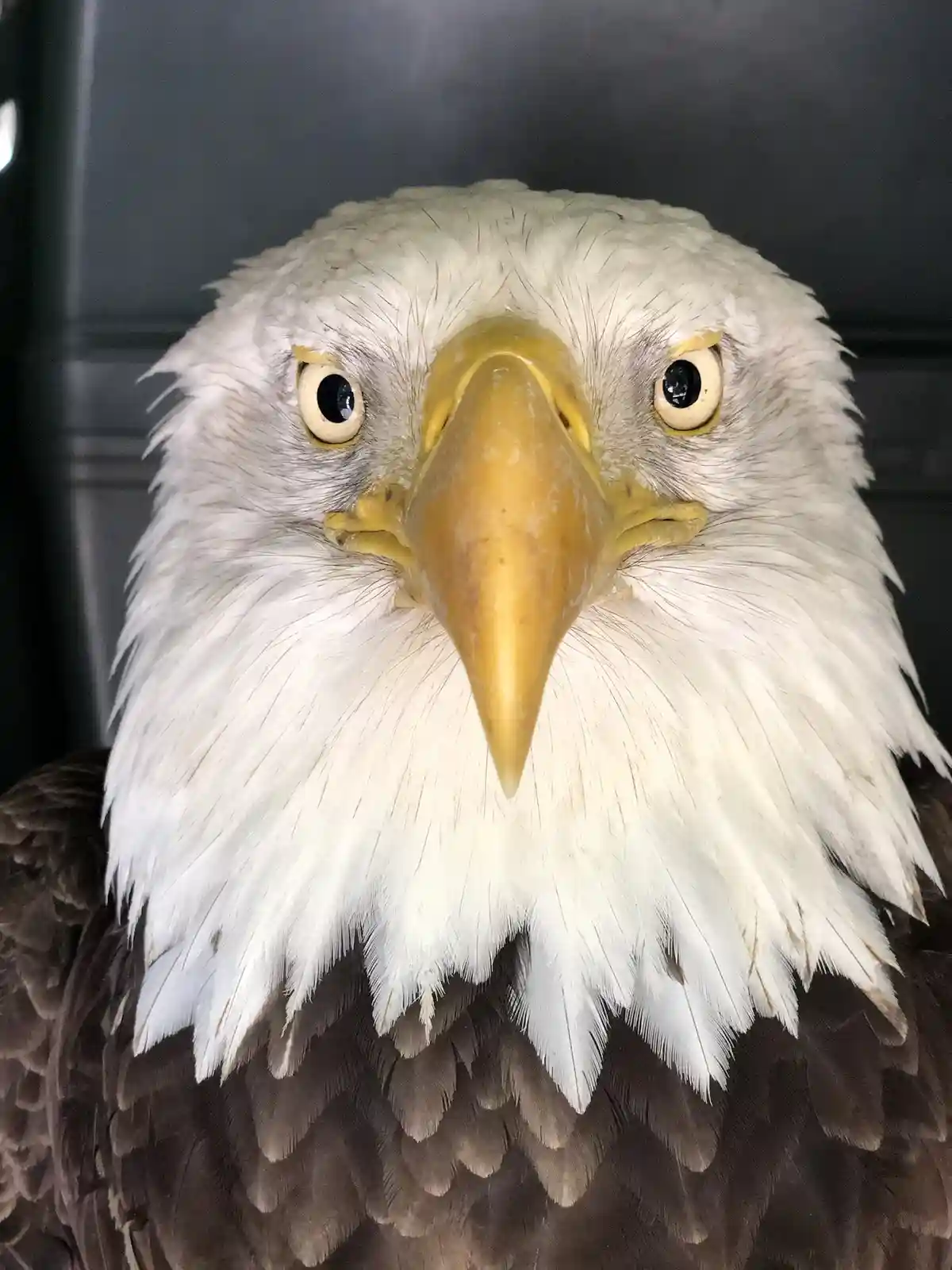A close-up photo of a bald eagle's head and upper chest, showing its white feathers, sharp yellow beak, and intense stare…
