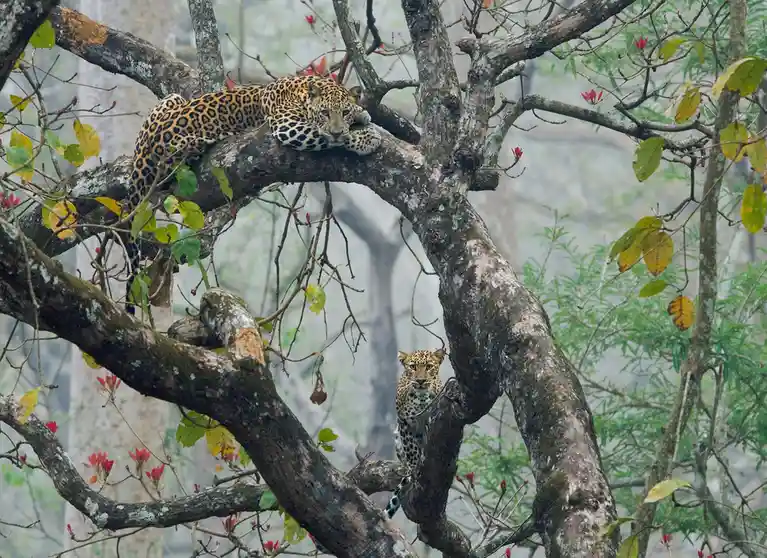 Two leopards are resting in a tree with thick branches and green and yellow leaves; one is lounging on a thick branch while…