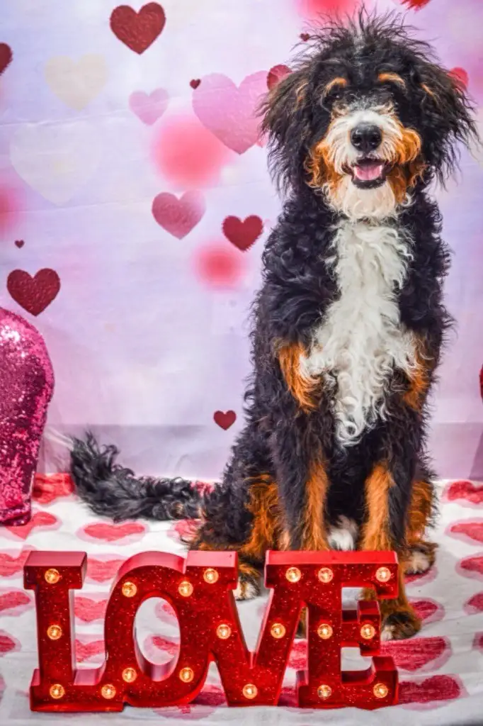 A fluffy black, white, and tan dog sits happily in front of a pink and red heart-themed backdrop, with a glittery red 'LOVE'…