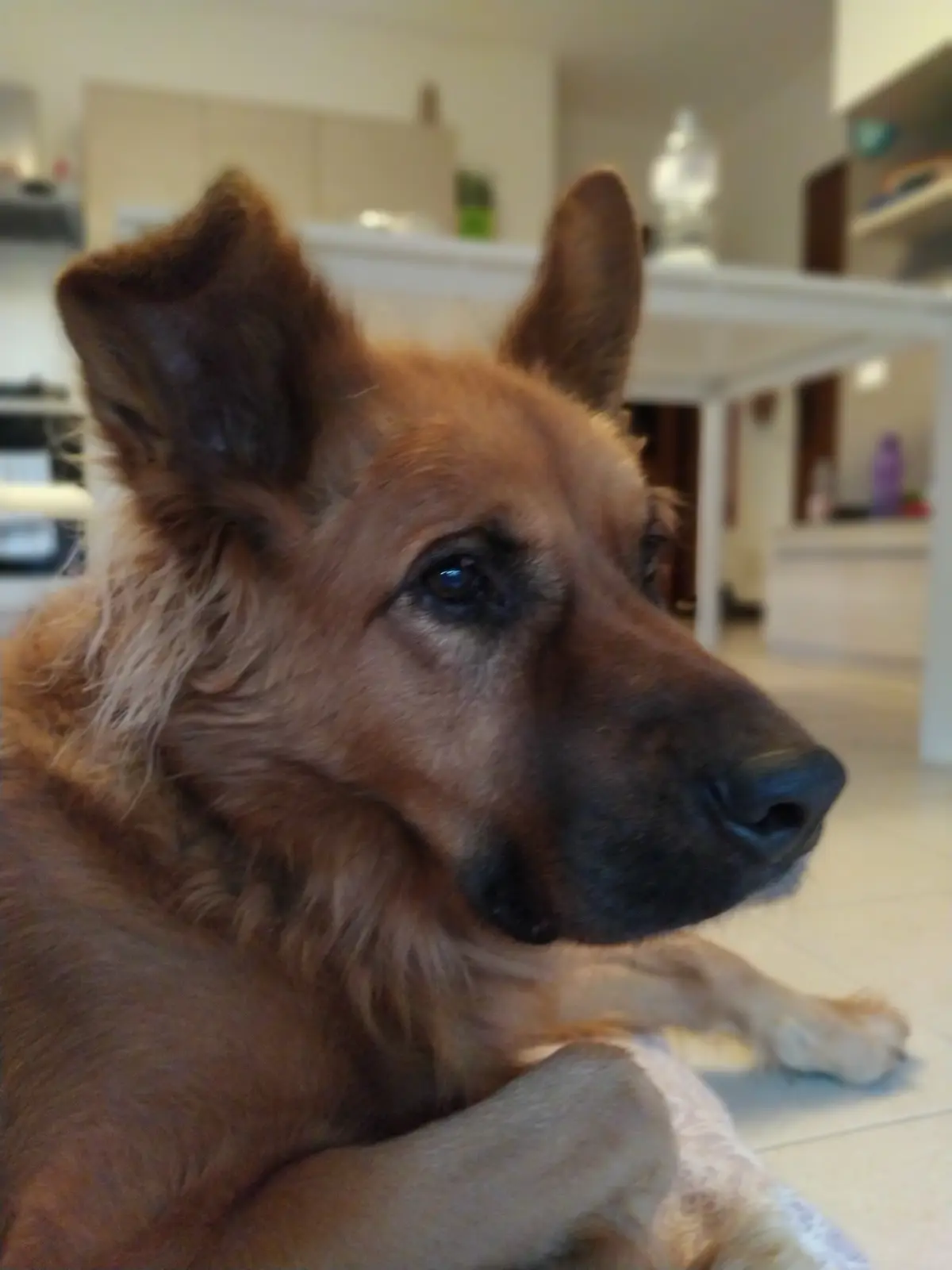 A close-up photo of a brown dog with perked ears and a calm expression, lying on a tiled floor in a home setting. The dog's…
