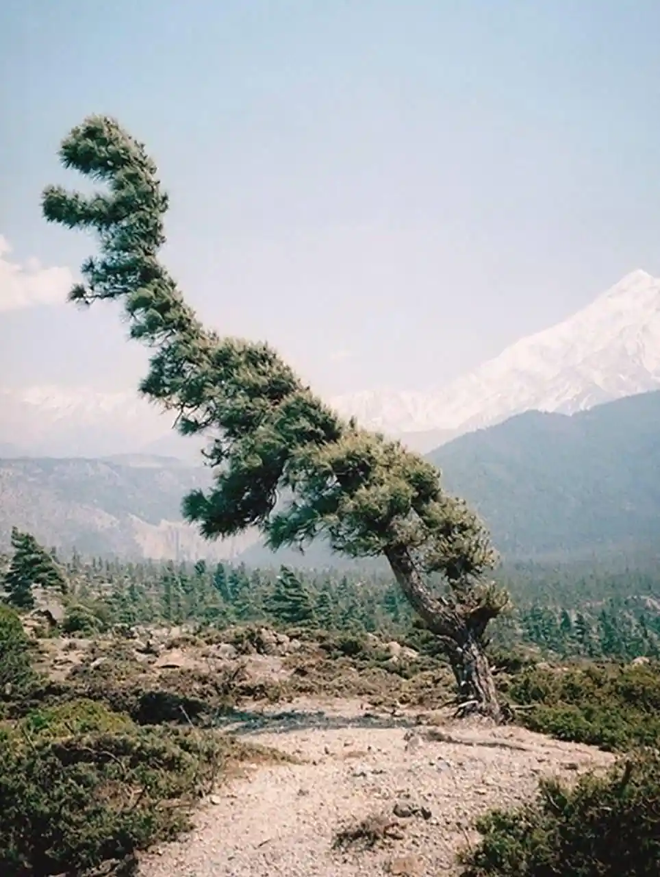 a lone pine tree in a mountainous landscape has its branches bent into a distinct, upward-curving shape resembling a…