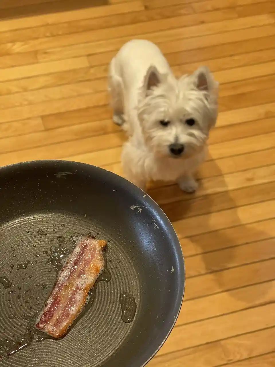 A small white dog with fluffy fur stands on a wooden floor, looking intently at a frying pan in the foreground that contains…