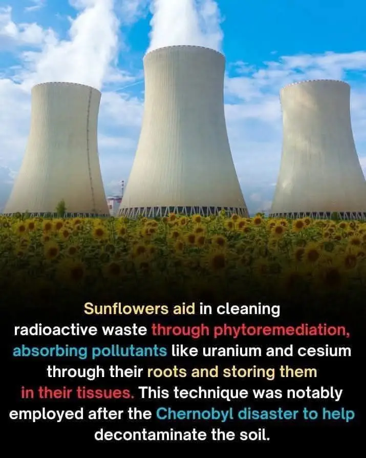 The image shows three large nuclear power plant cooling towers against a blue sky with white clouds, with a field of bright…