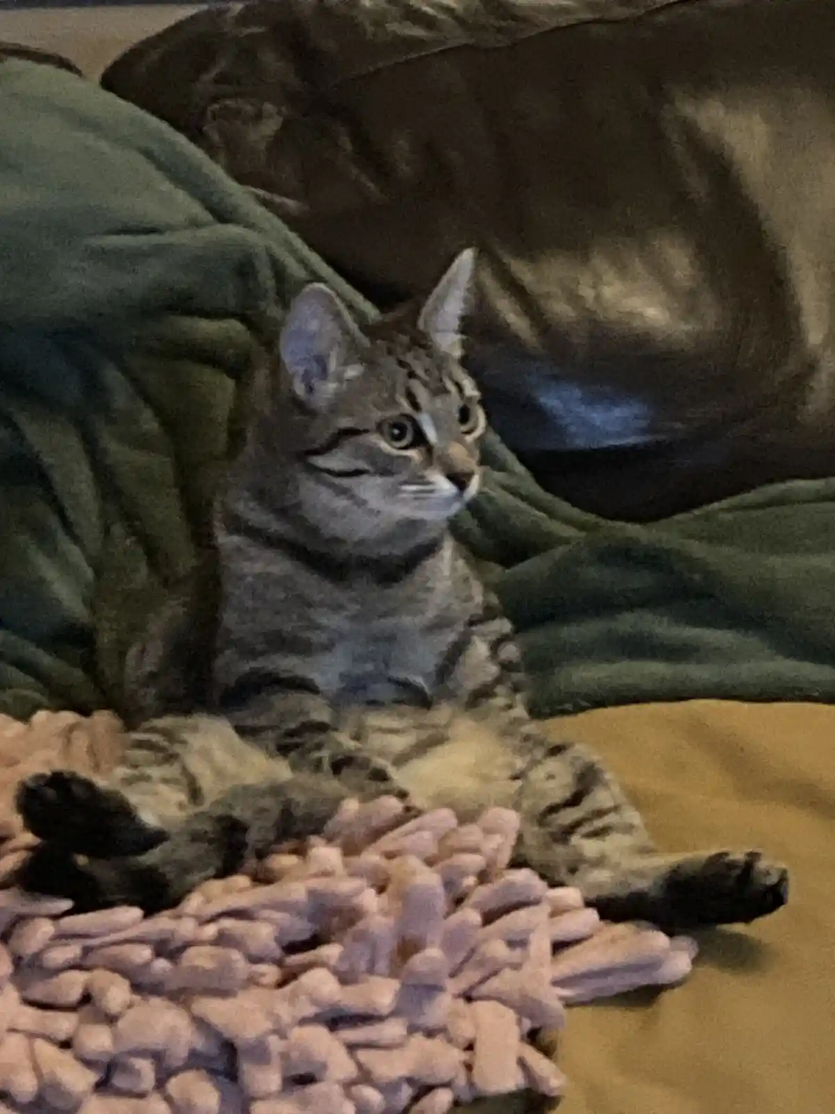 A tabby cat with grey and black stripes is lounging on a soft, textured pink blanket, partially covered by a green blanket…