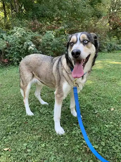 A medium-sized dog with striking blue eyes, tan and black fur, and a white chest stands on green grass, panting with its…