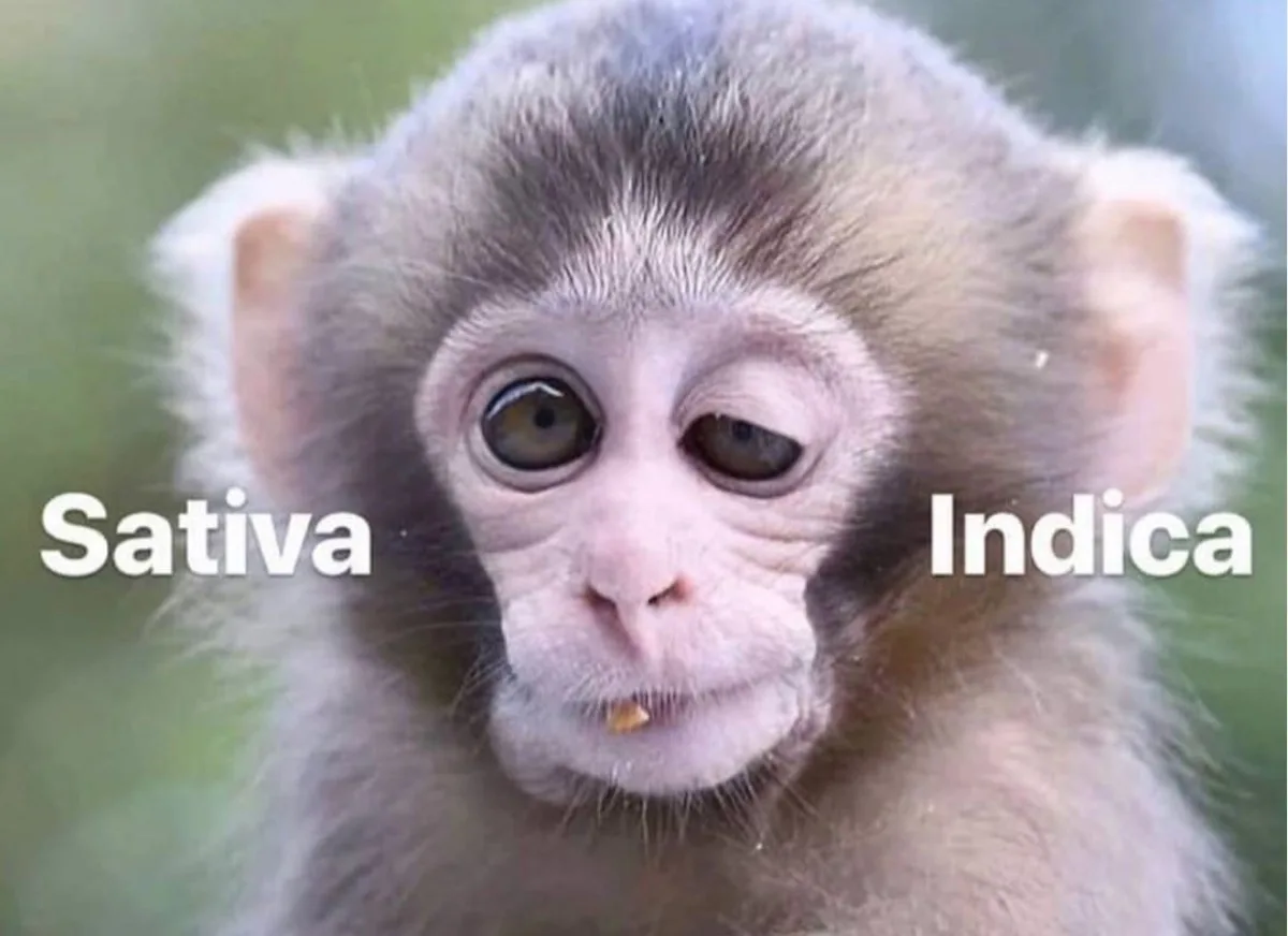 A close-up image of a young monkey with one eye wide open and the other half-closed, looking sleepy or unimpressed. The word…