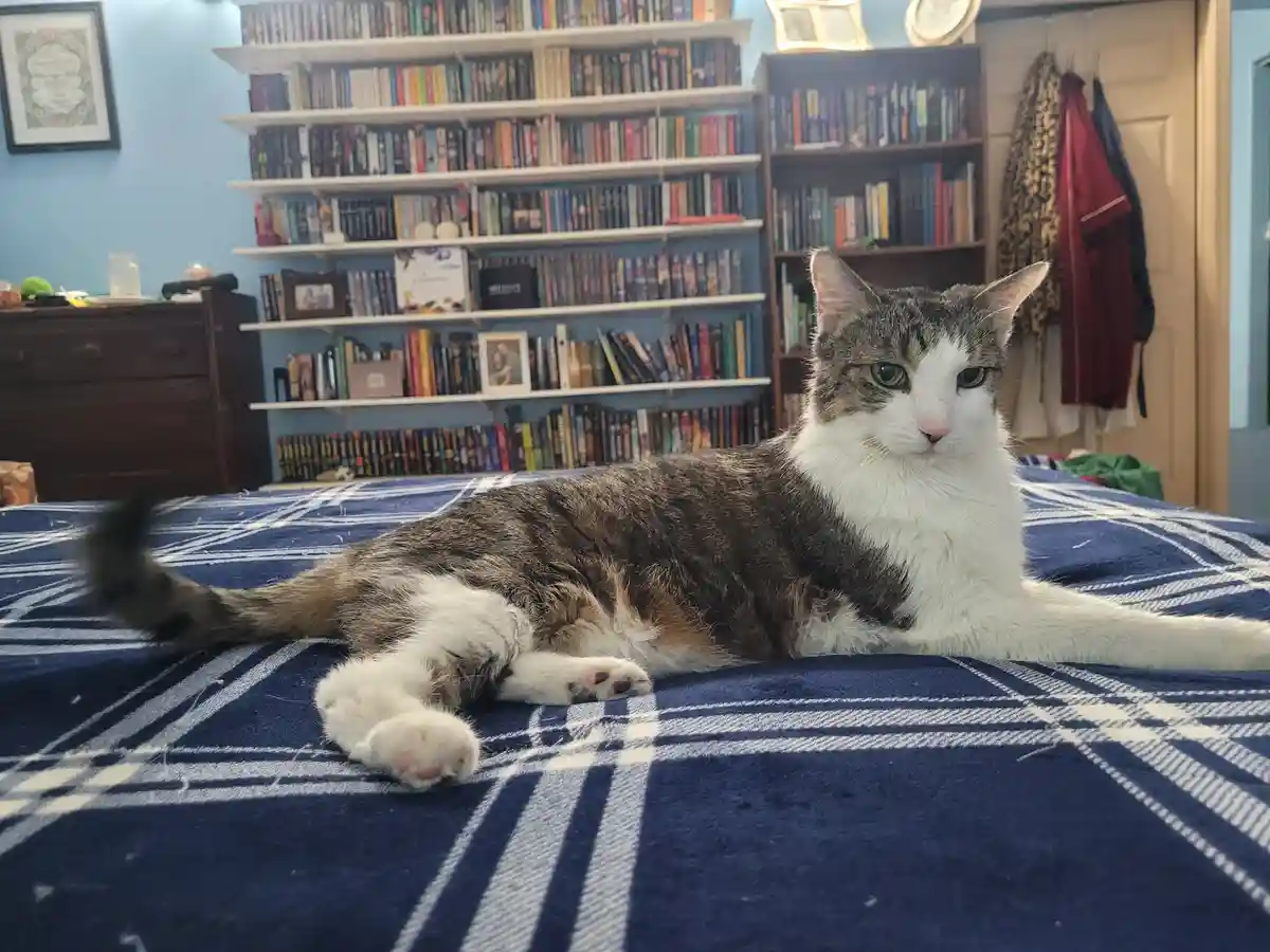 A gray and white cat lounges on a blue and white plaid blanket on a bed, looking directly at the camera with a calm…