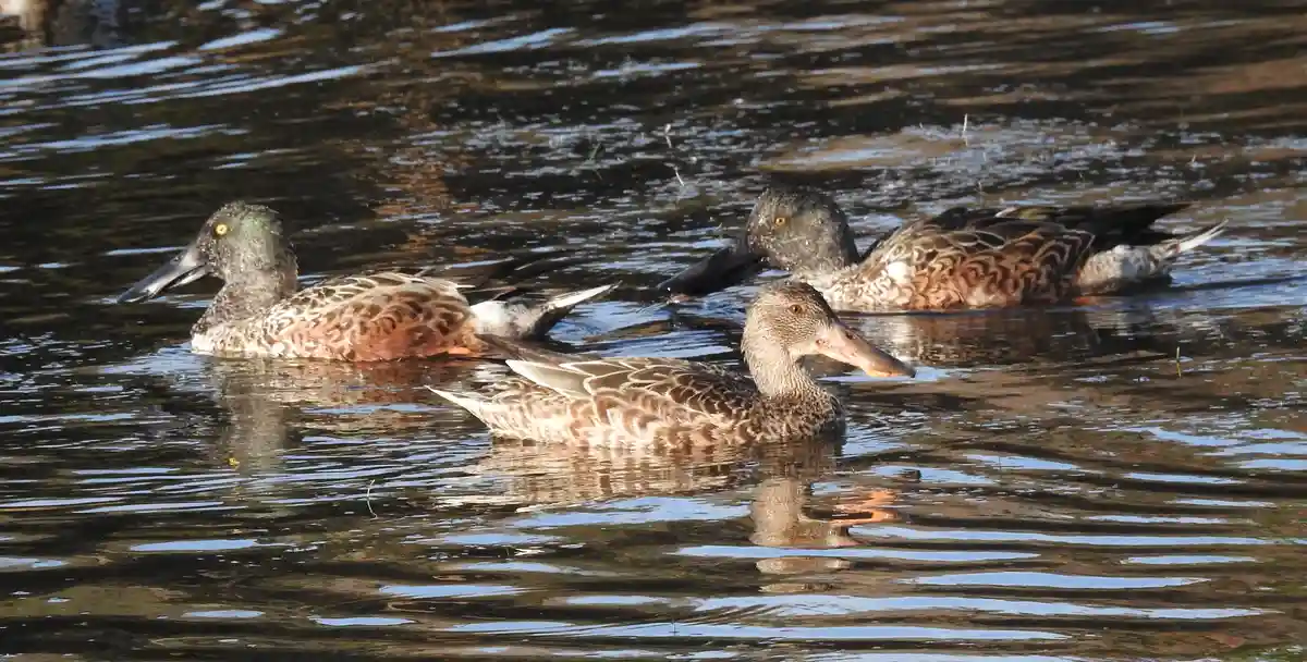 Three ducks float calmly in rippling water, with one in the foreground having a distinct orange beak and the other two…