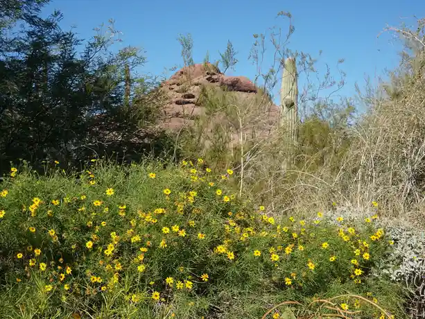A desert landscape featuring a prominent saguaro cactus standing behind a bush of yellow wildflowers, with a red rock…