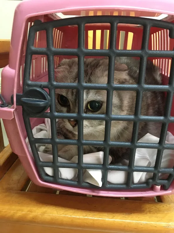 A grey tabby cat with wide, anxious eyes peers through the black grid of a pink plastic pet carrier, which sits on a wooden…